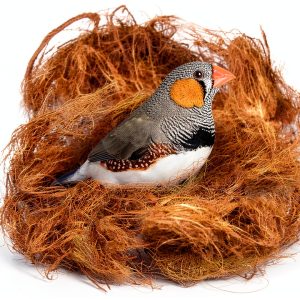 SunGrow Finch Coconut Fiber, Loose Bedding Substrate for Birds Nest Cages, Nesting Material for Budgie Hummingbird Canary Parakeet, 3 oz-0