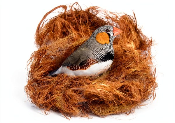 SunGrow Finch Coconut Fiber, Loose Bedding Substrate for Birds Nest Cages, Nesting Material for Budgie Hummingbird Canary Parakeet, 3 oz-0