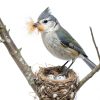 Bird Nesting Material - Hummingbird Nesting Material - Mixing Parakeet Nesting Material - Nesting Bedding for Finches Canary Wild Birds Ideal for Cage Gardens Tree Trunks - Bird Nest Supplies 3.6 oz-4